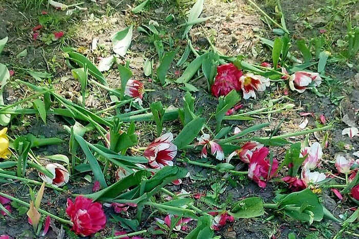 В Ростове раскрыта схема распила через благоустройство